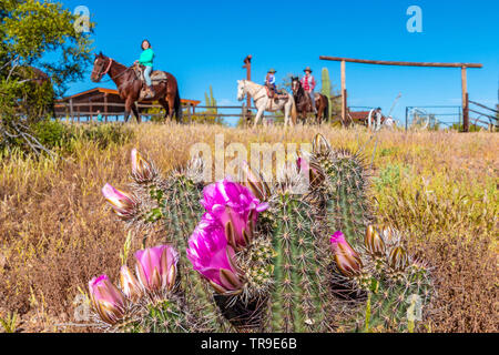 Gäste verlassen das Frühstück auf dem Rücken der Pferde bei einem Frühstück Fahrt im White Stallion Ranch, eine Dude Ranch außerhalb von Tucson, AZ corral. Blühende hedgeho Stockfoto