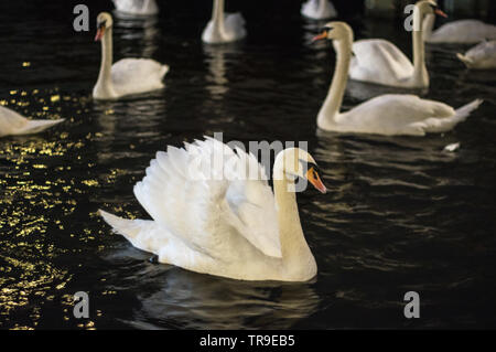 Eine Gruppe von Schwänen in Hamburg. Stockfoto