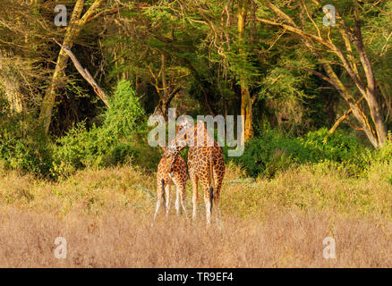 Zwei Rothschild Giraffe Giraffa Camelopardalis victoriae männlich und weiblich paar Tests Eisprung Duft Lake Nakuru National Park Kenia Ostafrika Stockfoto