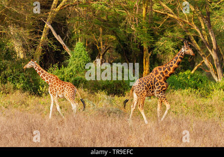 Rothschild Giraffe männlich und weiblich Paar Paar Giraffa Camelopardalis victoriae Lake Nakuru Park Kenia Afrika Abschied nach dem Eisprung Duft testen Stockfoto