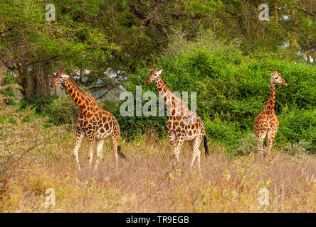 Drei Rothschild's Giraffe Giraffa Camelopardalis victoriae vorne grüne Bäume Lake Nakuru National Park Kenia Afrika bedrohte afrikanische Tierwelt Stockfoto