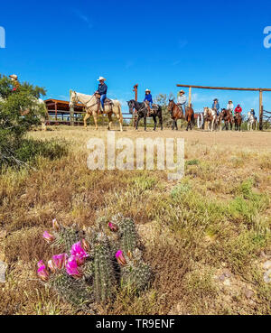 Gäste verlassen das Frühstück auf dem Rücken der Pferde bei einem Frühstück Fahrt im White Stallion Ranch, eine Dude Ranch außerhalb von Tucson, AZ corral. Blühende hedgeho Stockfoto