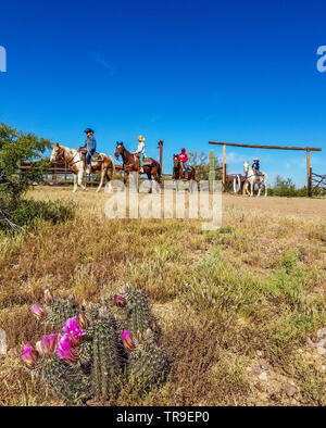 Gäste verlassen das Frühstück auf dem Rücken der Pferde bei einem Frühstück Fahrt im White Stallion Ranch, eine Dude Ranch außerhalb von Tucson, AZ corral. Blühende hedgeho Stockfoto