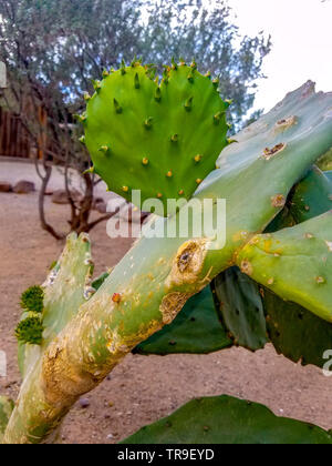 Herzförmige Feigenkakteen in Arizona. Stockfoto