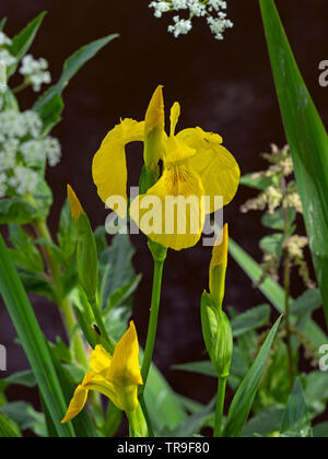 Gelbe Flagge Iris Iris psueudacorus mit Hecke Paisley Stockfoto