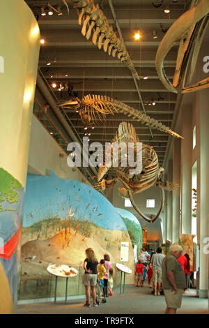 Im North Carolina Museum of Natural Sciences in Charlotte, NC, USA Stockfoto