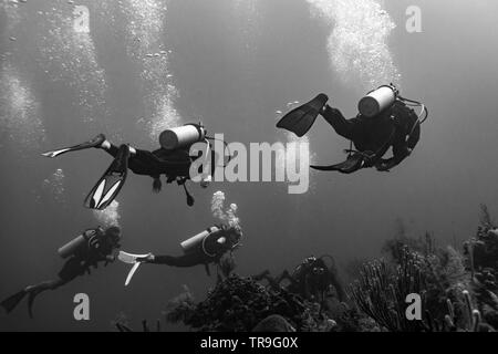 Taucher unterwasser um Korallenriffe, drei Amigos, Turneffe Atoll, Belize Barrier Reef, Belize Stockfoto