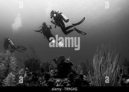 Taucher unterwasser, Secret Spot, Turneffe Atoll, Belize Barrier Reef, Belize Stockfoto