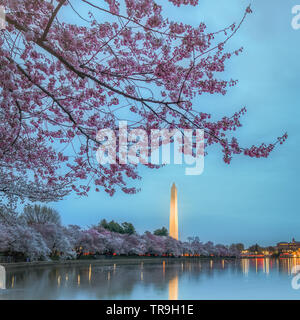 Washington Monument von Kirschblüten gerahmt und in der Tidal Basin in der Nacht in Washington DC, USA. Stockfoto