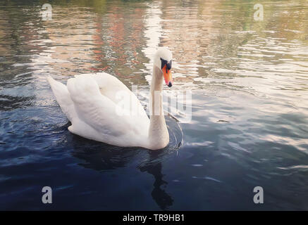 Nahaufnahme des majestätischen weißen Schwan schwimmend auf dem Fluss an einem sonnigen Sommermorgen. Stockfoto