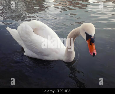 Nahaufnahme des majestätischen weißen Schwan schaut neugierig in die Kamera beim Schwimmen auf dem Fluss an einem sonnigen Sommermorgen. Stockfoto