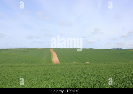 Muster und Texturen der grüne Weizenfelder in der malerischen Yorkshire Wolds Landschaft im Frühling Stockfoto