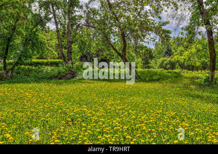 Helle Frühling Landschaft mit blühenden Löwenzahn auf dem Rasen des Stadtparks. Blühende blowball Blumen auf Frühlingswiese. Frühling Blumen und Rasen fil Stockfoto