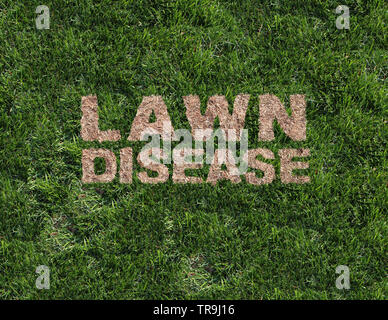 Rasen Krankheit als grub Schäden als chinch Larve beschädigen Gras Wurzeln verursacht eine braune Flecken und dürre Gegend im Rasen als zusammengesetzte Bild. Stockfoto