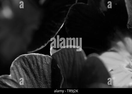 Eine Nahaufnahme, schwarz-weiß Bild von Primeln mit einem Makro Objektiv aufgenommen Stockfoto