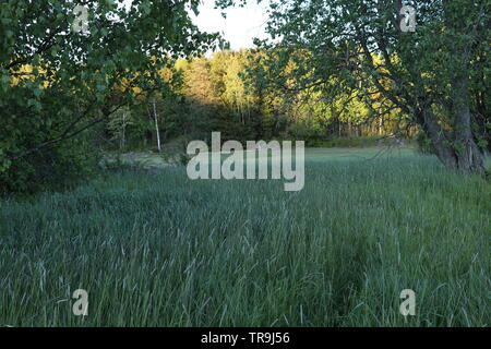 Ein dunkles Grün Feld zwischen Bäume bei Sonnenuntergang. Stockfoto