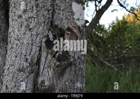 Eine Nahaufnahme von einem Baumstamm mit grüner Natur und eine Birke im Rücken. Stockfoto