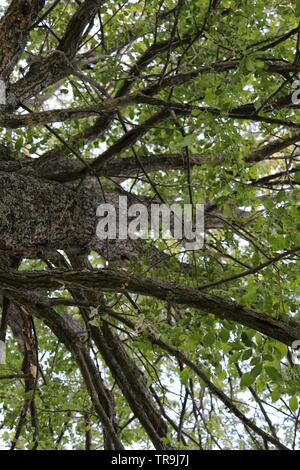 Einem dichten Baum mit einem dicken Stamm und helle grüne Blätter, gesehen von der Erde. Stockfoto