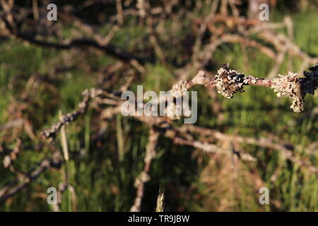 Ein trockener Zweig erreicht, um die Kamera von einem grasbewachsenen Boden. Stockfoto