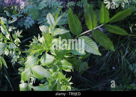 Eine grüne Pflanze leuchtet durch Sonnenlicht, wirft einen Schatten auf die grasbewachsenen Boden. Stockfoto