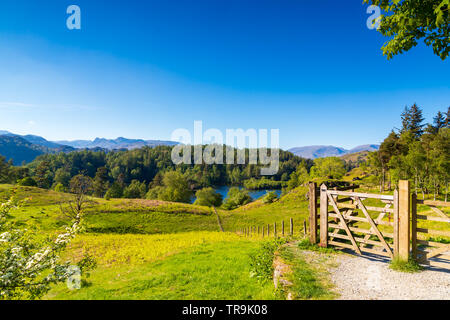 Sonnigen blauen Himmel Tag am Tarn Hows im Nationalpark Lake District in Cumbria, Großbritannien Stockfoto