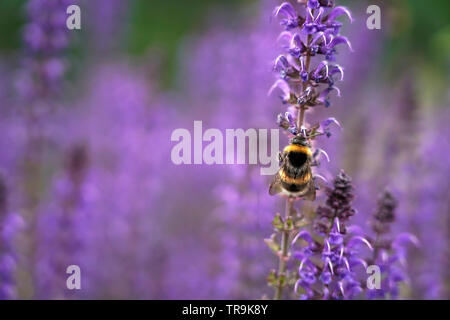 Hummel (bombus hortorum) auf Lila Blume, Großbritannien Stockfoto