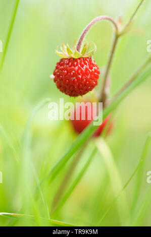 Wilde Erdbeere, FRAGARIA VESCA Stockfoto