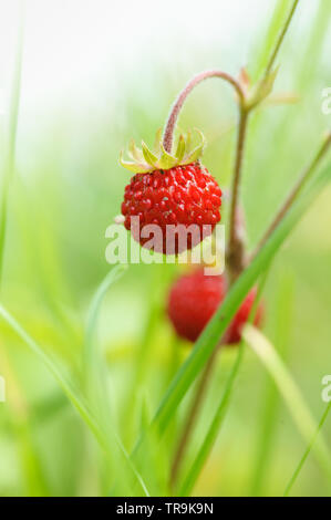 Wilde Erdbeere, FRAGARIA VESCA Stockfoto