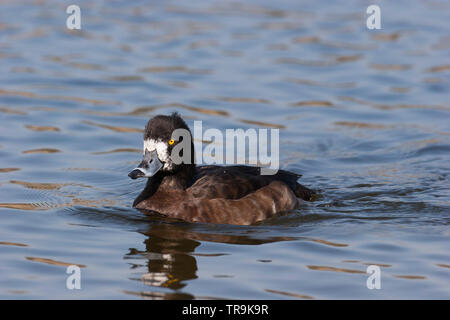 Reiherente, Aythya fuligula, alleinstehenden Frauen schwimmen. April getroffen. Pensthorpe, Norfolk, Großbritannien. Stockfoto