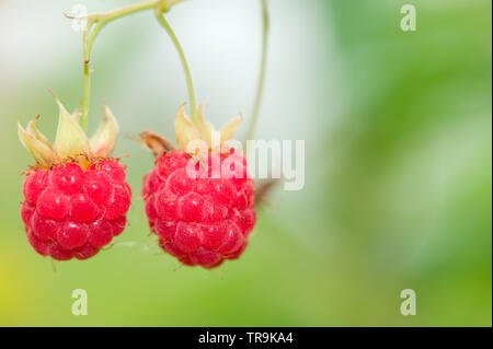 Rote reife Himbeeren (Malus Mill). Fokus auf Beeren, geringe Tiefenschärfe. Stockfoto