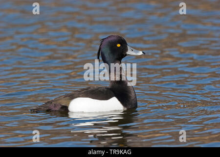 Reiherente, Aythya fuligula, einzigen männlichen Erwachsenen schwimmen. April getroffen. Pensthorpe, Norfolk, Großbritannien. Stockfoto