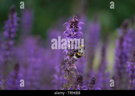 Hummel (bombus hortorum) auf Lila Blume, Großbritannien Stockfoto