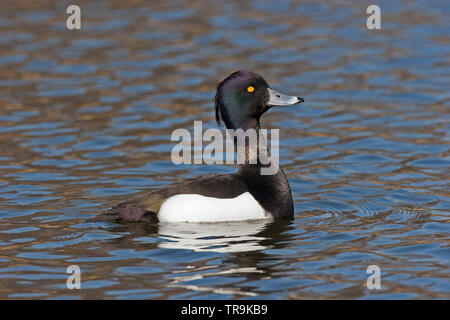Reiherente, Aythya fuligula, einzigen männlichen Erwachsenen schwimmen. April getroffen. Pensthorpe, Norfolk, Großbritannien. Stockfoto