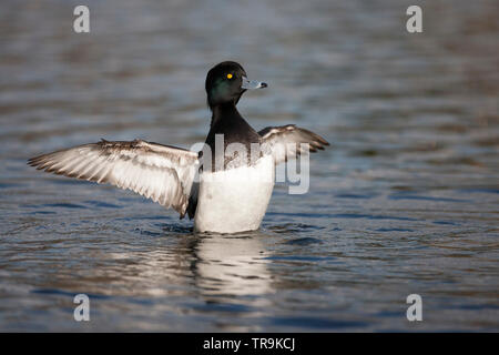 Reiherente, Aythya fuligula, einzigen erwachsenen männlichen stretching Flügeln. März berücksichtigt. Pensthorpe, Norfolk, Großbritannien. Stockfoto