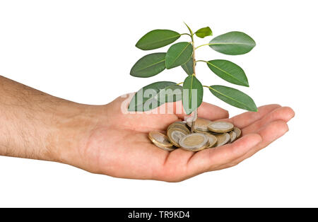 Palm mit einem Baum growng vom Stapel von Münzen Stockfoto