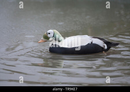 Spectacled Eider, Somateria fischeri, einzigen männlichen Erwachsenen Schwimmen in den zugefrorenen See. Januar berücksichtigt. Arundel, West Sussex, UK. Stockfoto