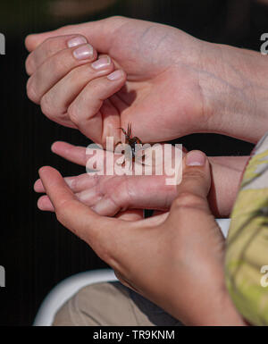 Ein kleiner Strand Krabben kriechen aus der Hand eines Erwachsenen zu einer childs Hand. Stockfoto