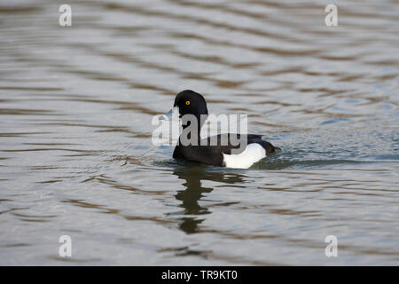 Reiherente, Aythya fuligula, einzigen männlichen Erwachsenen schwimmen. Arundel, West Sussex, UK. Stockfoto
