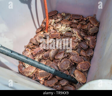 Eine Box containimg eine große Anzahl von Braun Taschenkrebse (Cancer pagurus) Stockfoto