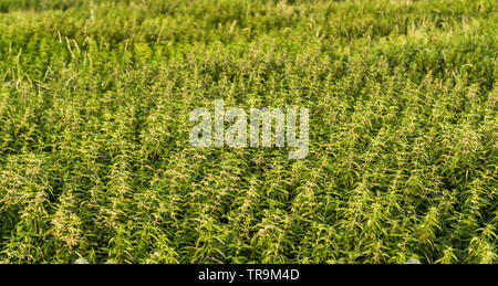 Ein Feld voller Brennnesseln (Urtica dioica). Stockfoto