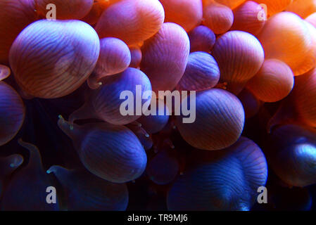 White Pearl bubble LPS Korallen in isolierten geschossen - (Plerogyra sinuosa) Stockfoto