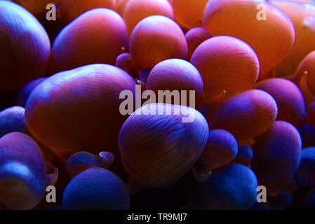 White Pearl bubble LPS Korallen in isolierten geschossen - (Plerogyra sinuosa) Stockfoto