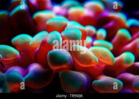 Euphyllia LPS Korallen in Nahaufnahme in Reef Aquarium Stockfoto