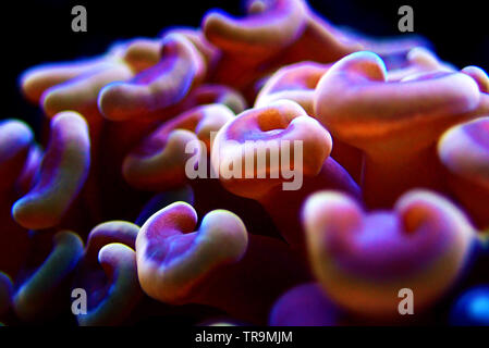 Euphyllia LPS Korallen in Nahaufnahme in Reef Aquarium Stockfoto