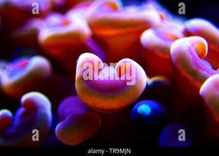 Euphyllia LPS Korallen in Nahaufnahme in Reef Aquarium Stockfoto