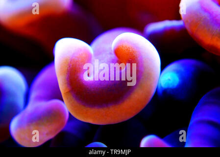 Euphyllia LPS Korallen in Nahaufnahme in Reef Aquarium Stockfoto