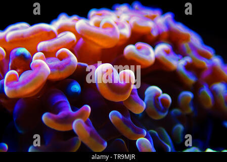 Euphyllia LPS Korallen in Nahaufnahme in Reef Aquarium Stockfoto