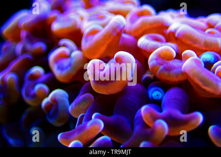 Euphyllia LPS Korallen in Nahaufnahme in Reef Aquarium Stockfoto