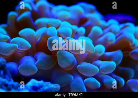 Euphyllia LPS Korallen in Nahaufnahme in Reef Aquarium Stockfoto