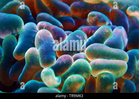 Euphyllia LPS Korallen in Nahaufnahme in Reef Aquarium Stockfoto